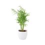 Chamaedorea Elegans Parlor Palm In 12cm Pot, thumbnail 6 of 11