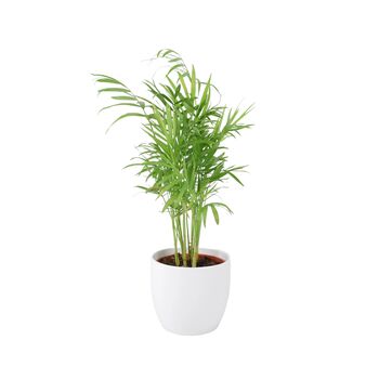 Chamaedorea Elegans Parlor Palm In 12cm Pot, 6 of 11