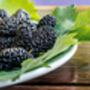 Fruit Plants, Black Berry 'Chester', thumbnail 8 of 9