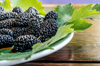 Fruit Plants, Black Berry 'Chester', 8 of 9