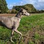 Grey Leather Whippet Collar Can Be Personalised, thumbnail 9 of 12