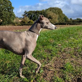 Grey Leather Whippet Collar Can Be Personalised, 9 of 12