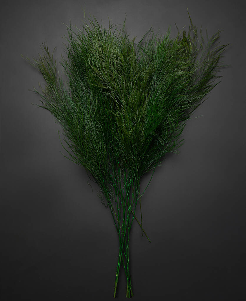 Image of Asparagus Tree Fern Preserved Stem Bouquet