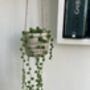 String Of Pearls Trailing House Plant In 6cm Pot, thumbnail 1 of 3