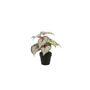 Artificial Begonia 25cm Grey/Pink In Black Pot 11cm, thumbnail 1 of 1