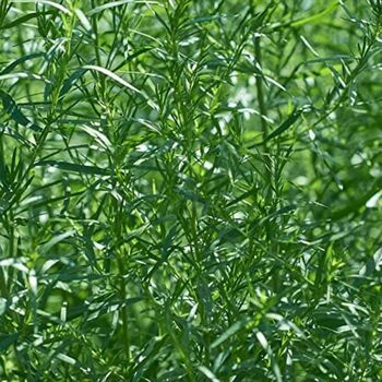 Herb Plants 'French Tarragon' Two X Plants 9cm Pots, 3 of 10