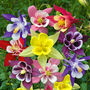 Grow Your Own Multicoloured Bedding Flowers Gift, thumbnail 3 of 8