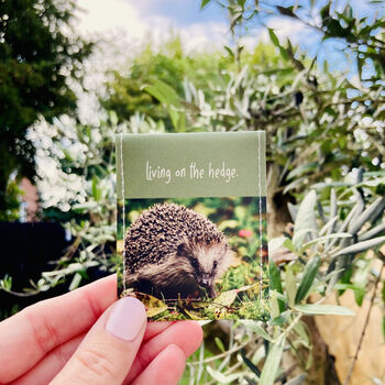 Hedgehog Gift Tea Set, 3 of 12