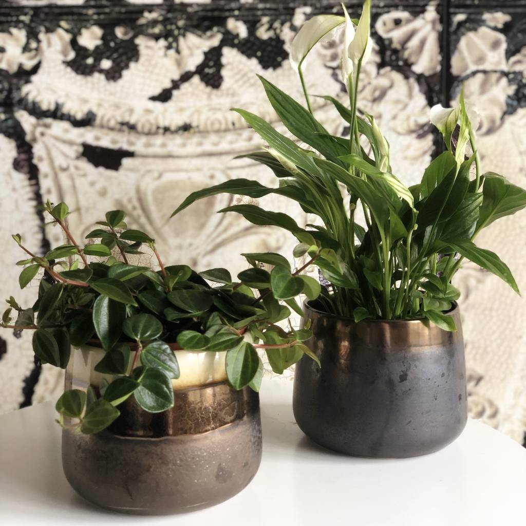 bronze shaded ceramic  indoor plant  pot  by lime lace 