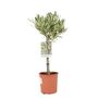 Olive Tree 50 60cm – Mediterranean Garden Plant Gift, thumbnail 5 of 7