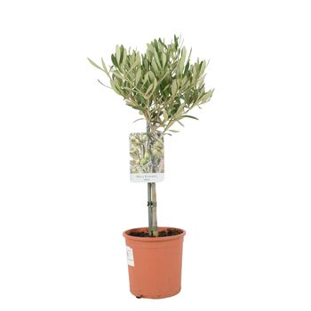 Olive Tree 50 60cm – Mediterranean Garden Plant Gift, 5 of 7