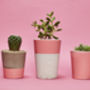 Concrete Pot Small With Cactus/ Succulent In Pink, thumbnail 5 of 5