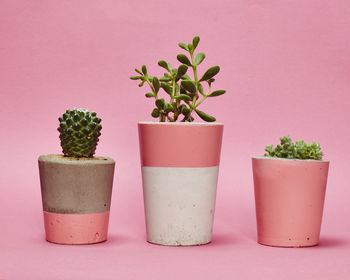 Concrete Pot Small With Cactus/ Succulent In Pink, 5 of 5