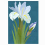 Katharine Hodgkin Iris Illustrated Greeting Card, Sustainable, Printed In England, Floral, Blue, Textured Card, All Occasion For Garden Lover, thumbnail 2 of 2