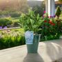 Blue Hydrangea 3 L Pot – Stunning Summer Flowering Shrub, thumbnail 7 of 8
