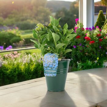Blue Hydrangea 3 L Pot – Stunning Summer Flowering Shrub, 7 of 8