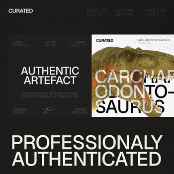 Carcharodontosaurus Tooth Real Dinosaur Fossil Glass Bell Jar, 3 of 4