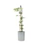 Clematis Samaritan Jo – Blue And White Patio Climber, thumbnail 4 of 5