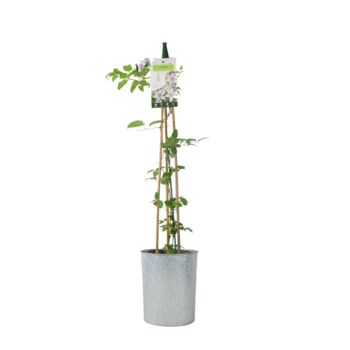 Clematis Samaritan Jo – Blue And White Patio Climber, 4 of 5