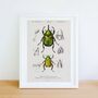 Framed Scientific Beetle Print, Vintage Beetle Art, thumbnail 2 of 7