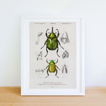 Framed Scientific Beetle Print, Vintage Beetle Art, 2 of 7