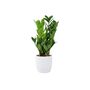 Zamioculcas Zanzibar Gem In 12cm Pot, thumbnail 3 of 7