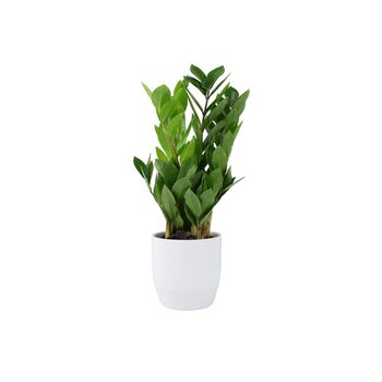 Zamioculcas Zanzibar Gem In 12cm Pot, 3 of 7