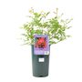 Rose ‘Time To Celebrate’ Patio Rose 3 L Pot, thumbnail 3 of 4