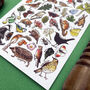 Hedgerow Wildlife Of Britain Watercolour Postcard, thumbnail 8 of 12