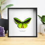 Cape York Birdwing Handcrafted Frame, thumbnail 1 of 3