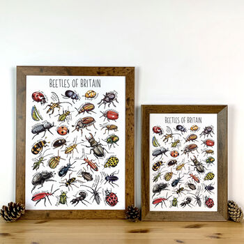 Beetles Of Britain Wildlife Print, 5 of 9
