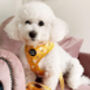 Sunshine Daisy Dog Harness, thumbnail 3 of 8