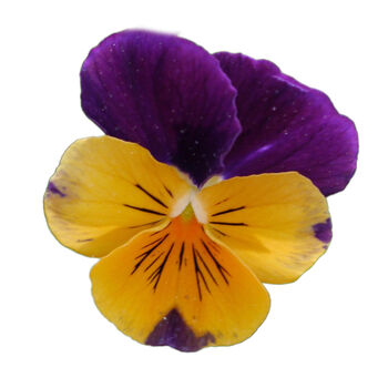 Pansy 'Purple And Orange' 20 X Full Plant Pack, 5 of 5
