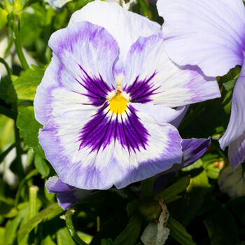 Pansy Plants 'Inspire Blue Angel' 20 X Plant Pack, 5 of 5