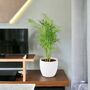 Chamaedorea Elegans Parlor Palm In 12cm Pot, thumbnail 10 of 11