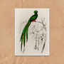 Vintage Quetzal Green Bird Wall Art Print, thumbnail 2 of 4