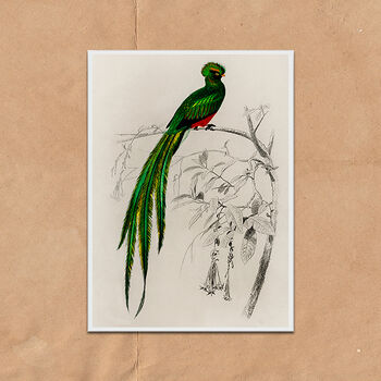 Vintage Quetzal Green Bird Wall Art Print, 2 of 4