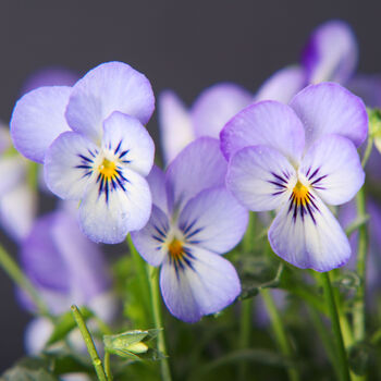 Flowers Viola 'Magnifico' Six X Plant Pack, 2 of 5