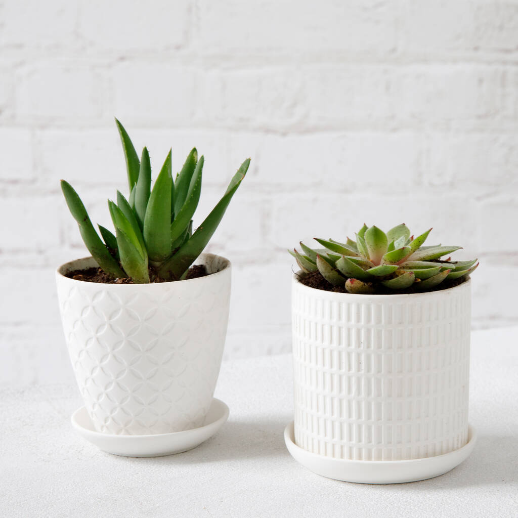 Ceramic Succulent Pot By Rockwell & Wilde