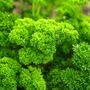 Herb Plants Parsley 12 X Plug Plant Pack, thumbnail 3 of 5