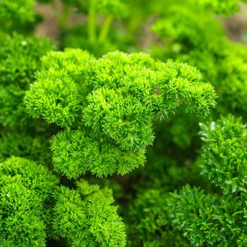 Herb Plants Parsley 12 X Plug Plant Pack, 3 of 5