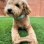 Personalised Luxury Dog Treats Gift Set, thumbnail 2 of 5