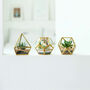 Set Of Three Terrarium Geometric Glass Vase Succulent, thumbnail 1 of 4