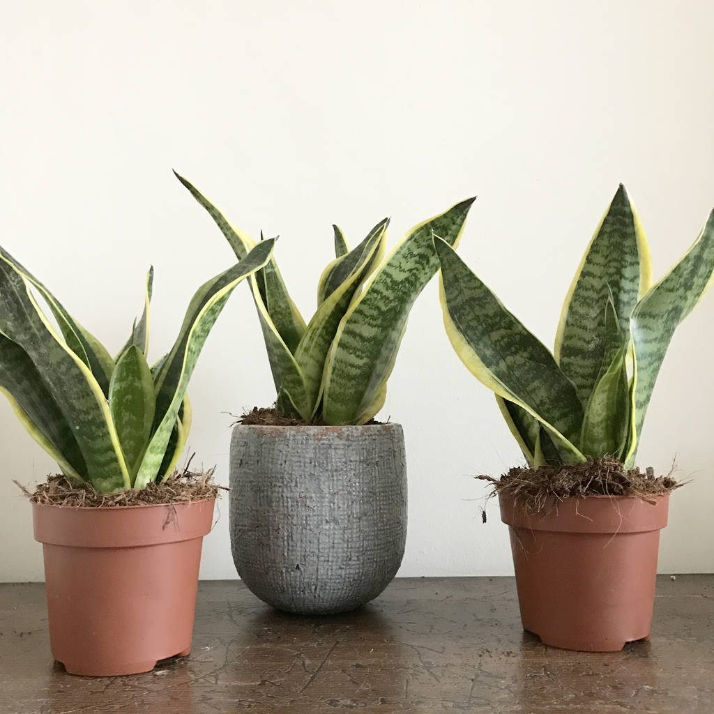 snake plant / mother in law's tongue house plant by botanic tribe ...