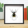 Caucasus Atlas Beetle Insect Bug Moth Box Frame Entomology Taxidermy Interior Design Modern Home Decor Wall Hanging Gift Ornament, thumbnail 1 of 3