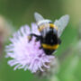 Thank You For Helping Me Grow Teacher Wildflower Seeds, thumbnail 4 of 9