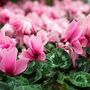 Flowering Cyclamen 'Pink' Three X Plants 9cm Pots, thumbnail 3 of 7