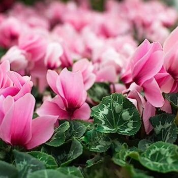 Flowering Cyclamen 'Pink' Three X Plants 9cm Pots, 3 of 7