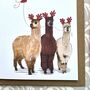 Alpaca Christmas Card, thumbnail 3 of 3
