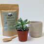 Plant Your Own Succulent Kit With Lamon Pot, thumbnail 2 of 5